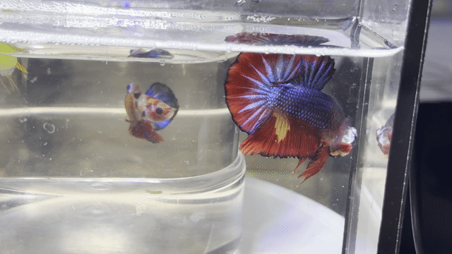 Cá Betta Fancy Hellboy Blue. Mua bán Thú cưng khác tại Huyện Hóc Môn Tp Hồ Chí Minh được đăng bởi 3979 hình 1