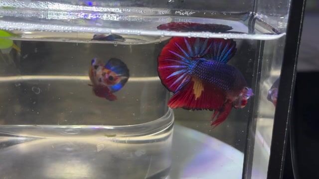 Cá Betta Fancy Hellboy Blue. Mua bán Thú cưng khác tại Huyện Hóc Môn Tp Hồ Chí Minh được đăng bởi 3979 hình 1