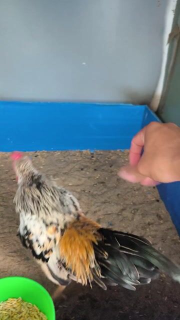 Gà tre Bắc chuối kem 5 tháng. Mua bán Gà tại Thành phố Thủ Đức Tp Hồ Chí Minh được đăng bởi Deutsch ones hình 1