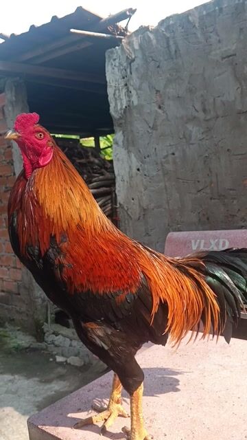 Gà chọi Que nghệ 2.5kg Đực. Mua bán Gà tại Quận Ô Môn Cần Thơ được đăng bởi Gà sinh viên  hình 1