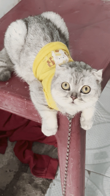 Mèo Silver Tabby cái 1 năm tuổi. Mua bán Mèo tại Quận Thanh Khê Đà Nẵng được đăng bởi AT hình 1