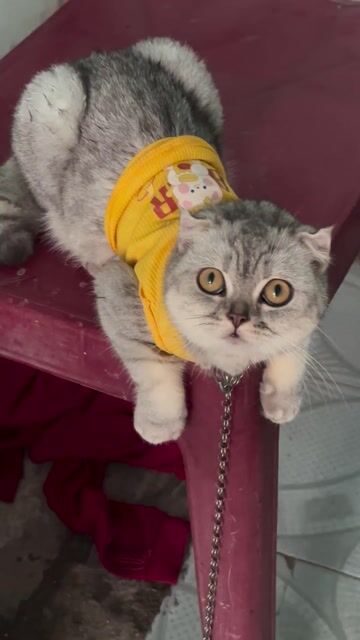 Mèo Silver Tabby cái 1 năm tuổi. Mua bán Mèo tại Quận Thanh Khê Đà Nẵng được đăng bởi AT hình 1