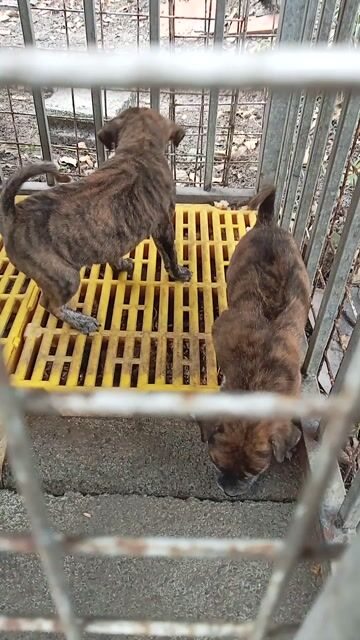 Chó Phú Quốc Vện cọp 2 tháng. Mua bán Chó tại Huyện Củ Chi Tp Hồ Chí Minh được đăng bởi HÒA TRẦN 1 hình 1