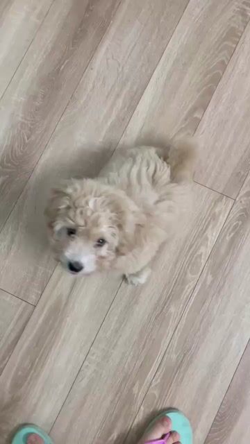 Chó Poodle cái 3 tháng. Mua bán Chó tại Quận Cầu Giấy Hà Nội được đăng bởi Phuong Nhung hình 1