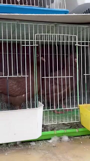 Chim bồ câu Gà nâu đỏ - Cặp trống mái 2 tháng tuổi. Mua bán Chim tại Quận Tân Bình Tp Hồ Chí Minh được đăng bởi Trần Cường hình 1