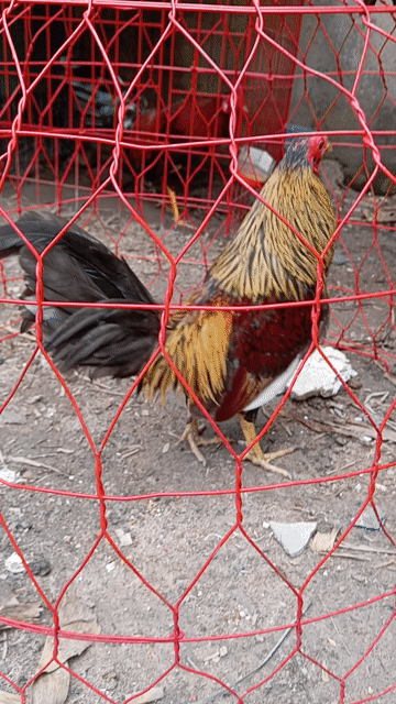 Gà trống Đỏ, vàng, đen. Mua bán Gà tại Thành phố Biên Hòa Đồng Nai được đăng bởi Phạm mini game hình 1