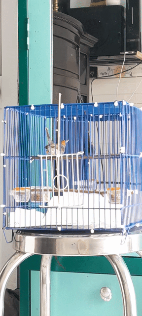 Chim sâu đầu đỏ . Mua bán Chim tại Huyện Hóc Môn Tp Hồ Chí Minh được đăng bởi Chậu Lan Việt hình 1