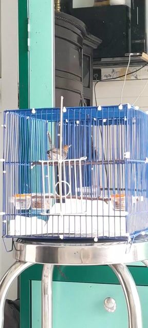 Chim sâu đầu đỏ . Mua bán Chim tại Huyện Hóc Môn Tp Hồ Chí Minh được đăng bởi Chậu Lan Việt hình 1