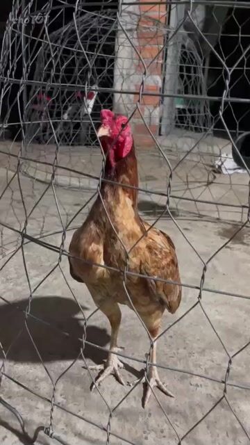Gà chọi trống 1.2-1.3kg Nâu. Mua bán Gà tại Huyện Củ Chi Tp Hồ Chí Minh được đăng bởi -“”-fohnny”phương -“”- hình 1