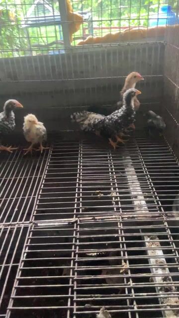 Gà tre Tân Châu 4 mái 2 trống. Mua bán Gà tại Quận Bình Tân Tp Hồ Chí Minh được đăng bởi Trần vũ trí  hình 1