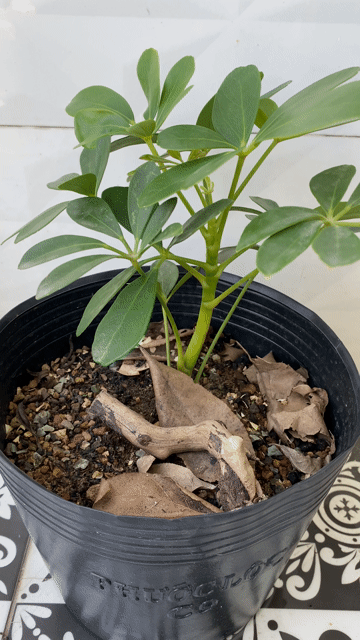 Cây Ngũ gia bì trang trí, đuổi muỗi. Mua bán Cây cảnh, đồ trang trí tại Thành phố Huế Thừa Thiên Huế được đăng bởi Dieu Quang Cây hình 1