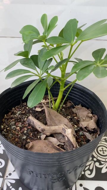 Cây Ngũ gia bì trang trí, đuổi muỗi. Mua bán Cây cảnh, đồ trang trí tại Thành phố Huế Thừa Thiên Huế được đăng bởi Dieu Quang Cây hình 1