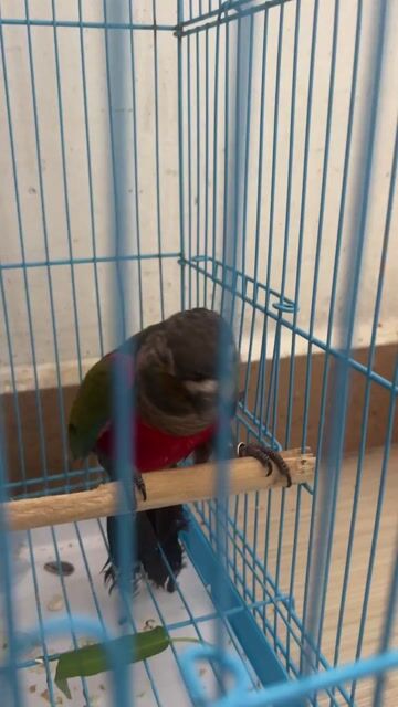 Vẹt Crimson trống Đỏ Xanh Đen. Mua bán Chim tại Quận 7 Tp Hồ Chí Minh được đăng bởi Chim vẹt nha nuôi  hình 1