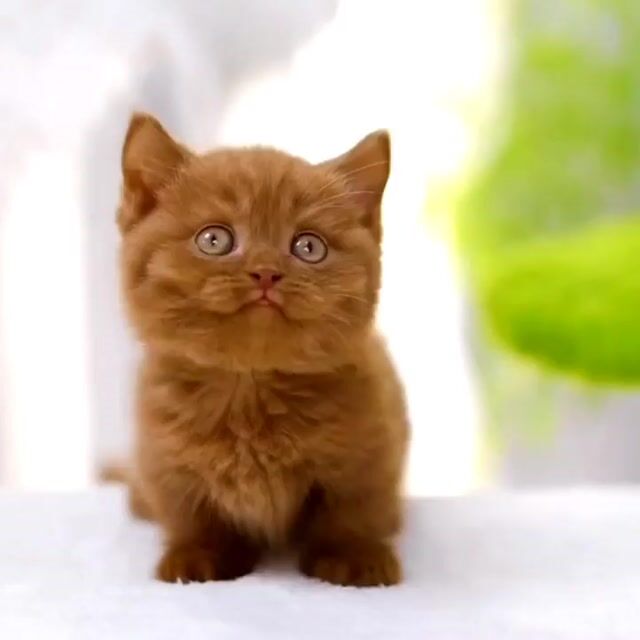 Munchkin cin lùn, van bililac siêu xinh tìm chủ. Mua bán Mèo tại Thành phố Thủ Đức Tp Hồ Chí Minh được đăng bởi QUYNH THI TITI hình 1