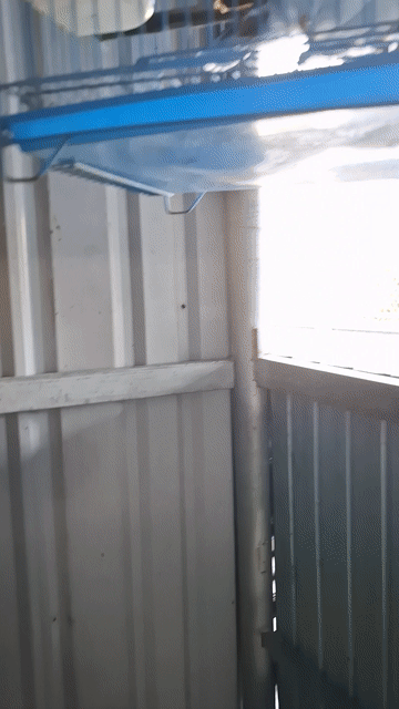 Mình bán  Cưởng. Mua bán Chim tại Huyện Đức Huệ Long An được đăng bởi Hong hình 1