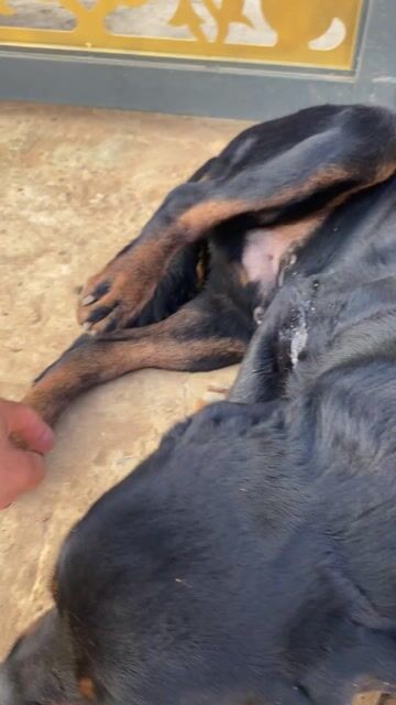Chó Rottweiler Đực Đen vàng Giữ nhà Đã tiêm phòng. Mua bán Chó tại Huyện Lâm Hà Lâm Đồng được đăng bởi Nguyễn Ngọc Sơn hình 1
