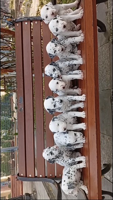 Chó Dalmatian Đốm đen trắng Đô con. Mua bán Chó tại Huyện Củ Chi Tp Hồ Chí Minh được đăng bởi Nguyễn Huy hình 1
