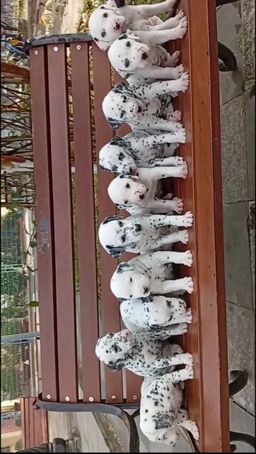 Chó Dalmatian Đốm đen trắng Đô con. Mua bán Chó tại Huyện Củ Chi Tp Hồ Chí Minh được đăng bởi Nguyễn Huy hình 1