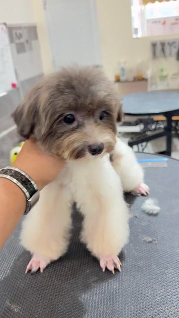 Chó Poodle tiny đực 6 tháng. Mua bán Chó tại Quận Ninh Kiều Cần Thơ được đăng bởi Nguyễn Dương hình 1