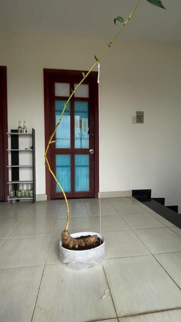 Nhộng tre ngà full ngọn. Mua bán Cây cảnh, đồ trang trí tại Thành phố Bà Rịa Bà Rịa - Vũng Tàu được đăng bởi Huy hình 1
