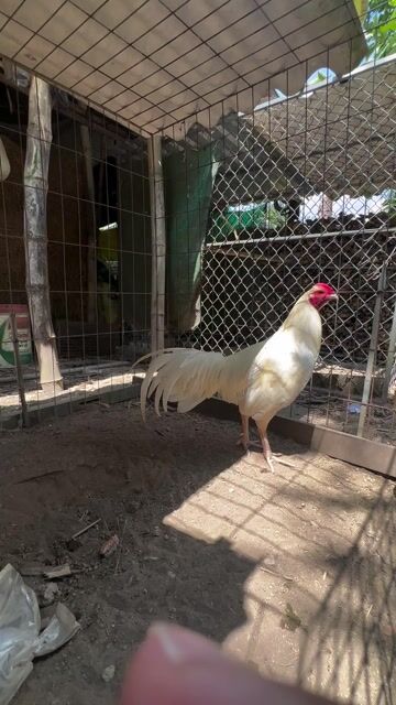 Cặp Gà Trắng thanh lý. Mua bán Gà tại Huyện Châu Thành Sóc Trăng được đăng bởi Trang hình 1