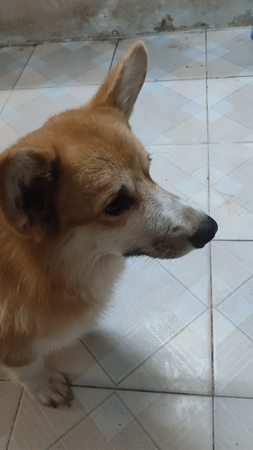 Chó Corgi Nâu trắng đã tiêm phòng. Mua bán Chó tại Quận Thanh Xuân Hà Nội được đăng bởi Tên chưa cung cấp hình 1