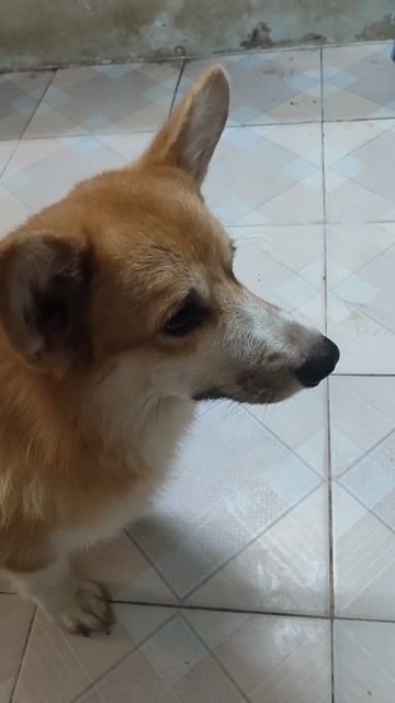 Chó Corgi Nâu trắng đã tiêm phòng. Mua bán Chó tại Quận Thanh Xuân Hà Nội được đăng bởi Tên chưa cung cấp hình 1