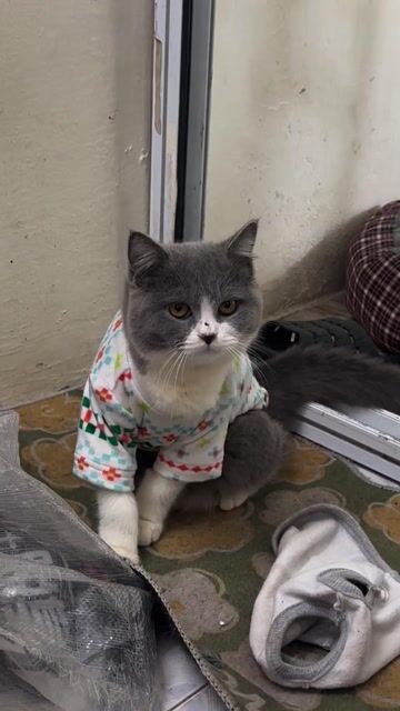 Mèo Anh Cái Đực 4 bé. Mua bán Mèo tại Quận Hai Bà Trưng Hà Nội được đăng bởi Nguyen Ngoc hình 1