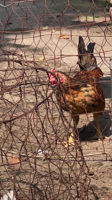 Gà tre kiểng trống có fix có ship cho ae. Mua bán Gà tại Quận 12 Tp Hồ Chí Minh được đăng bởi NLan hình 1