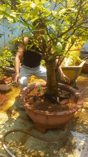Cây cảnh Bonsai. Mua bán Cây cảnh, đồ trang trí tại Thành phố Vũng Tàu Bà Rịa - Vũng Tàu được đăng bởi Nguyễn Văn Khiêm  hình 1