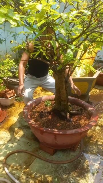 Cây cảnh Bonsai. Mua bán Cây cảnh, đồ trang trí tại Thành phố Vũng Tàu Bà Rịa - Vũng Tàu được đăng bởi Nguyễn Văn Khiêm  hình 1
