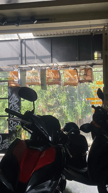 Chim chào mào 1 mùa mào lân & lân tê. Mua bán Chim tại Thành phố Đà Lạt Lâm Đồng được đăng bởi Nguyễn Anh Vũ hình 1