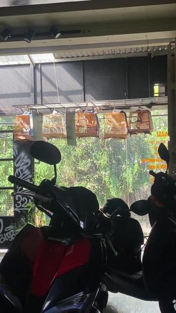Chim chào mào 1 mùa mào lân & lân tê. Mua bán Chim tại Thành phố Đà Lạt Lâm Đồng được đăng bởi Nguyễn Anh Vũ hình 1