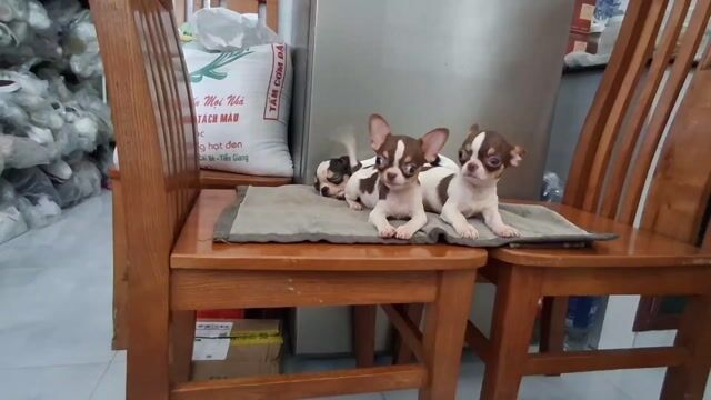 Chó Chihuahua 2 đực 1 cái 4 tháng. Mua bán Chó tại Thành phố Mỹ Tho Tiền Giang được đăng bởi Long hoang hình 1