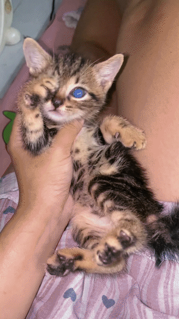 Mèo bengal lai vằn. Mua bán Mèo tại Quận Gò Vấp Tp Hồ Chí Minh được đăng bởi TDi hình 1