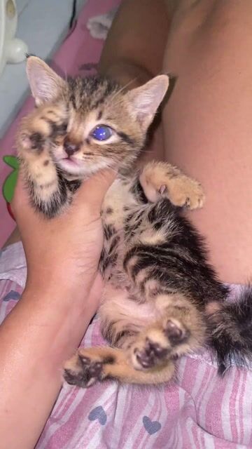 Mèo bengal lai vằn. Mua bán Mèo tại Quận Gò Vấp Tp Hồ Chí Minh được đăng bởi TDi hình 1