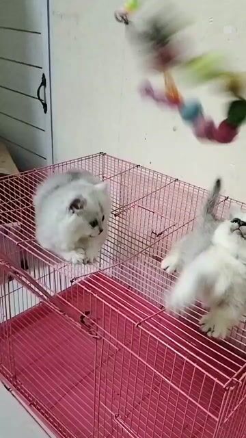 Bé trai ld silver