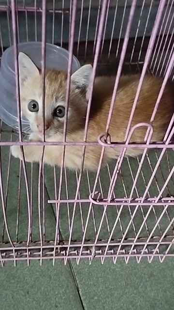 Tặng mèo con. Mua bán Mèo tại Thành phố Thủ Dầu Một Bình Dương được đăng bởi tấn hình 1