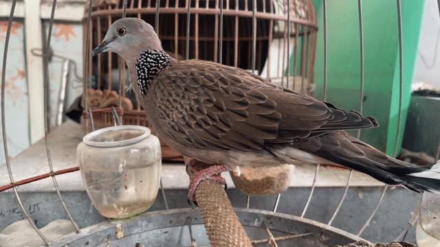 Chim Malai Cái Đẻ. Mua bán Chim tại Quận 10 Tp Hồ Chí Minh được đăng bởi Cu Gáy Thái  hình 1