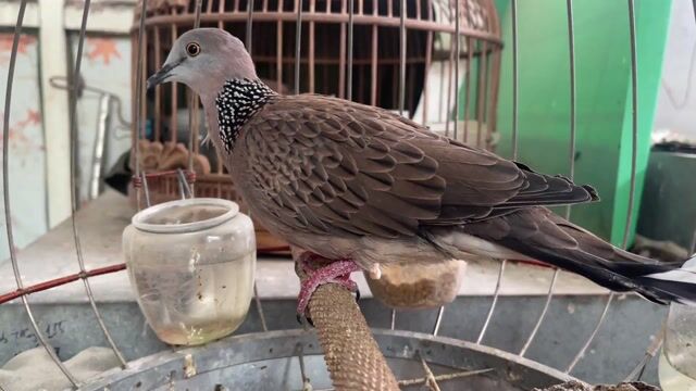 Chim Malai Cái Đẻ. Mua bán Chim tại Quận 10 Tp Hồ Chí Minh được đăng bởi Cu Gáy Thái  hình 1