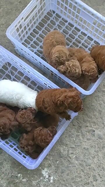Chó Poodle thuần chủng. Mua bán Chó tại Huyện Giồng Trôm Bến Tre được đăng bởi Thi hình 1