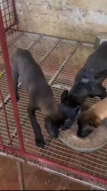 Chó Béc Bỉ 3 tháng tuổi. Mua bán Chó tại Thị xã Duy Tiên Hà Nam được đăng bởi Vũ Văn Tính hình 1