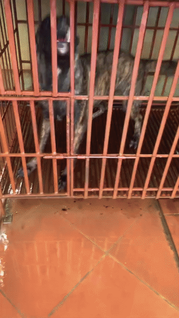 Chó Hà Lan đen vện 10 tháng. Mua bán Chó tại Huyện Phúc Thọ Hà Nội được đăng bởi Qtuss hình 1