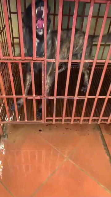 Chó Hà Lan đen vện 10 tháng. Mua bán Chó tại Huyện Phúc Thọ Hà Nội được đăng bởi Qtuss hình 1