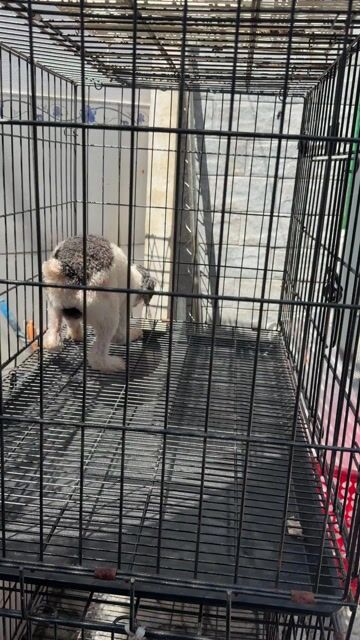 Poodle bò sữa đực siêu rẻ. Mua bán Chó tại Huyện Hóc Môn Tp Hồ Chí Minh được đăng bởi Bull hình 1