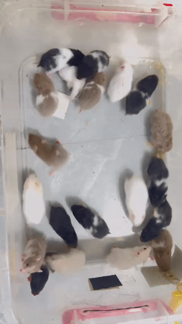Chuột Hamster Đa dạng. Mua bán Thú cưng khác tại Quận Bình Tân Tp Hồ Chí Minh được đăng bởi Trung Hải hình 1