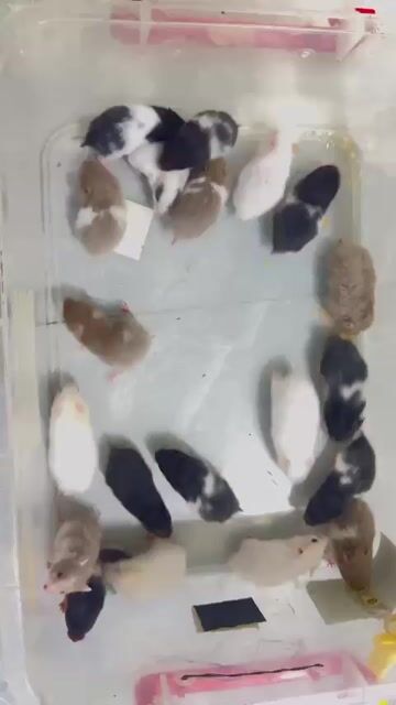 Chuột Hamster Đa dạng. Mua bán Thú cưng khác tại Quận Bình Tân Tp Hồ Chí Minh được đăng bởi Trung Hải hình 1