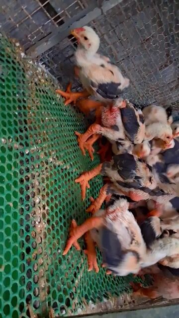 Gà giống 5-6 lạng đã tiêm đủ vacxin❤️❤️❤️. Mua bán Gà tại Thành phố Dĩ An Bình Dương được đăng bởi chuyên cung cấp gà đông tảo thuần chủng  hình 1