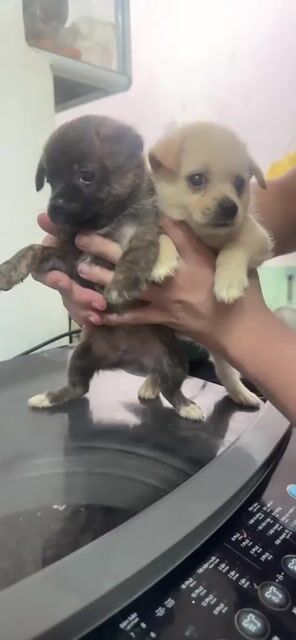 Chó Lai Sóc đực 47 ngày Vàng kem. Mua bán Chó tại Quận Ba Đình Hà Nội được đăng bởi Hiền Lyza hình 1