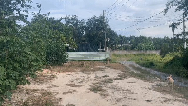 Mua bán Đất Huyện Củ Chi Tp Hồ Chí Minh diện tích 902 m² giá 3 tỷ